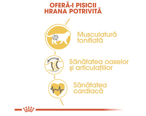 Informații despre beneficiile hranei pentru pisici pentru mușchi, oase, articulații și inimă