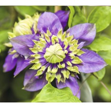 Prim-plan al unei flori de clematis cu frunze verzi