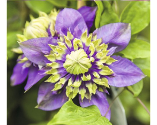 Prim-plan al unei flori de clematis cu frunze verzi