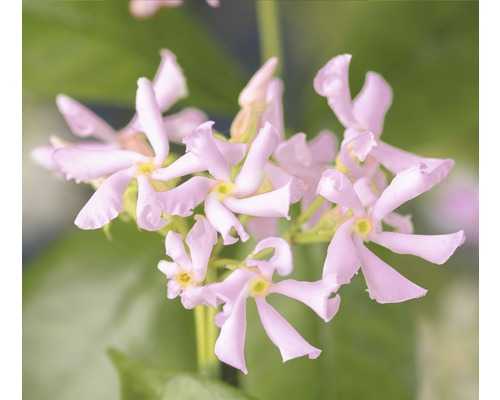 Iasomie stelară roz FloraSelf Trachelospermum asiaticum 'Pink Air' H 50-70 cm Co 2,3 L