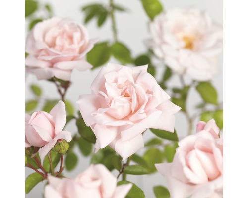 Trandafir FloraSelf 'New Dawn' H 50-80 cm Co 3 L Trandafir FloraSelf 'New Dawn' H 50-80 cm Co 3 L