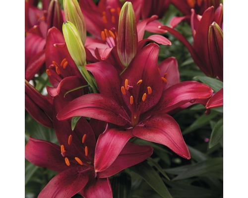 Prim-plan cu flori de crin roșii cu muguri verzi