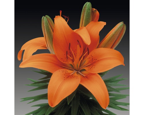 Crin portocaliu cu frunze verzi și muguri