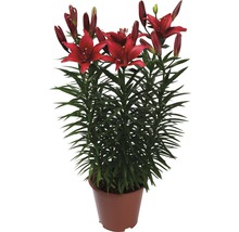 Crin FloraSelf Lilium asiatic ghiveci Ø 19 cm-thumb-3