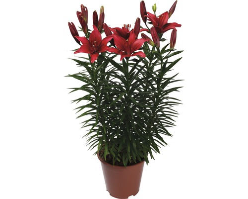 Crin în ghiveci cu flori roșii și frunze verzi