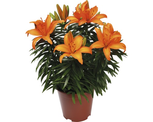 Crini portocalii în ghiveci