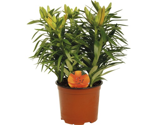 Crin în ghiveci cu flori neînflorite