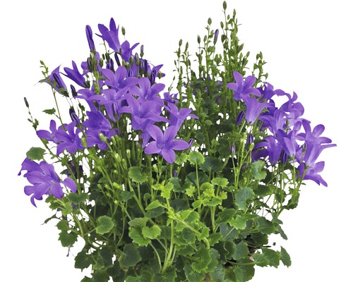 Campanula înflorită cu flori violet