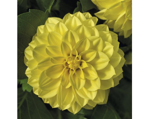 Floare galbenă de dalie în detaliu