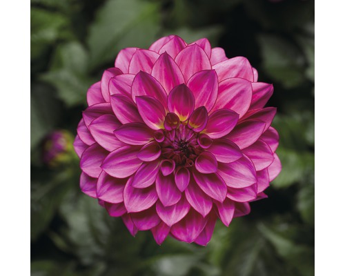 Prim-plan cu o dalie singulară în grădină