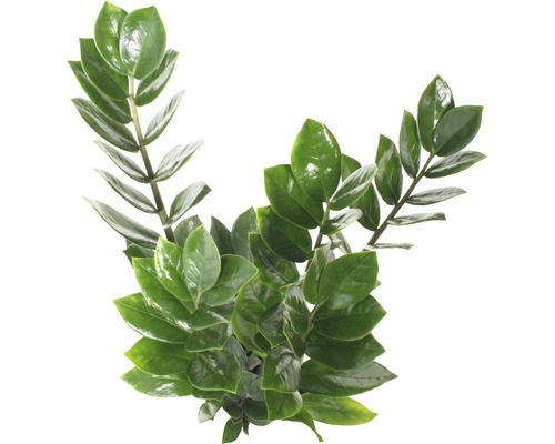 Plantă de interior Zamioculcas cu frunze verzi