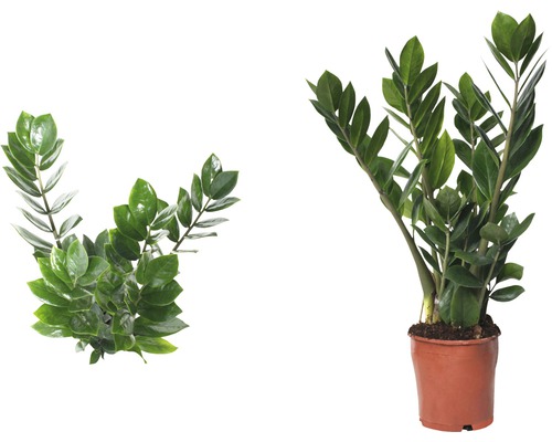 Zamioculcas plantă de interior în ghiveci