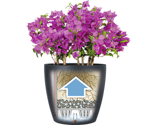 Bougainvillea înflorită în jardinieră cu sistem de irigare.