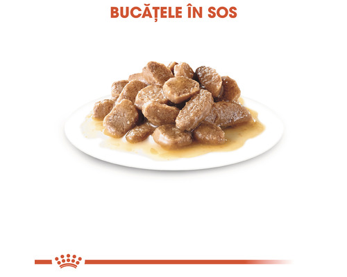 Bucăți de mâncare pentru câini în sos pe o farfurie