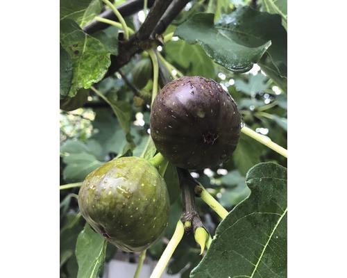 Smochin FloraSelf Ficus carica H 120-140 cm Co 15 L