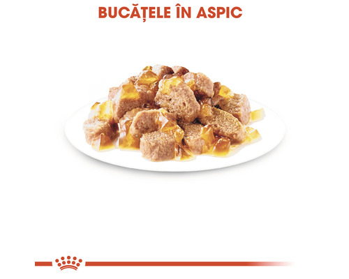 Bucăți de hrană pentru pisici în aspic pe o farfurie