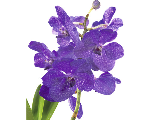 Orhidee Vanda FloraSelf Vanda coerulea în sticlă XL H 70 cm Ø 17 cm buc