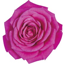 Trandafir floare mare FloraSelf 'Regina' H 30-40 cm ghiveci Ø 13 cm roz-thumb-1 Trandafir floare mare FloraSelf 'Regina' H 30-40 cm ghiveci Ø 13 cm roz-thumb-1
