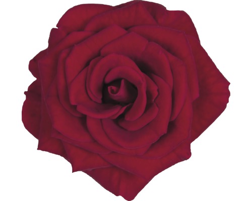 Prim-plan cu un singur trandafir roșu.