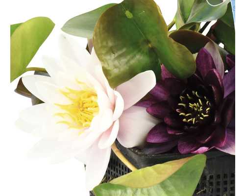 Prim-plan cu nuferi cu flori albe și violete într-un ghiveci