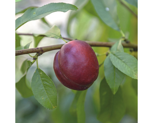 Bio Pom fructifer nectarin pitic autofertil FloraSelf Bio Prunus persica nucipersica 'Nektarella' H ca. 60-80 cm Co 7,5 L