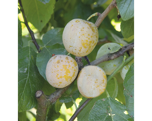 Bio Pom fructifer prun pitic autofertil FloraSelf Bio Prunus domestica 'Golden Crimson' H ca. 60-80 cm Co 7,5 L