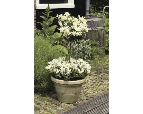 În prim-plan se află un ghiveci cu un arbust Ligustrum variegat, așezat pe o potecă de piatră. În fundal se află un perete de lemn și o jumătate de butoi.