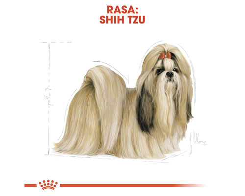 Ilustrație cu un câine Shih Tzu