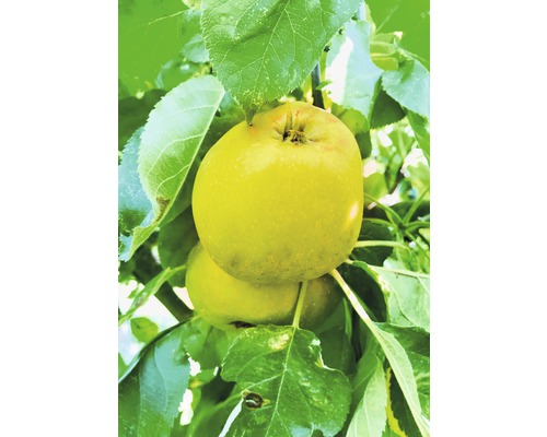 Pom fructifer măr FloraSelf Malus domestica 'Garden Fontain' H 120-180 cm Co 10 L