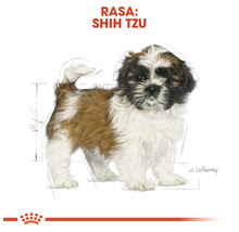 Ilustrație cu un cățel Shih Tzu.