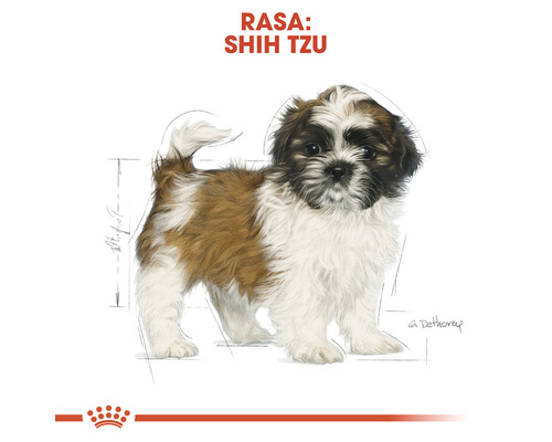 Ilustrație cu un cățel Shih Tzu.