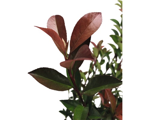 FloraSelf Photinia fraseri 'Robusta Compacta' H 50-70 cm Co 4 L