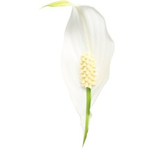 Crinul păcii FloraSelf Spathiphyllum wallisii 'Sweet Silvio' H 70-80 cm ghiveci Ø 17 cm-thumb-2 Crinul păcii FloraSelf Spathiphyllum wallisii 'Sweet Silvio' H 70-80 cm ghiveci Ø 17 cm-thumb-2