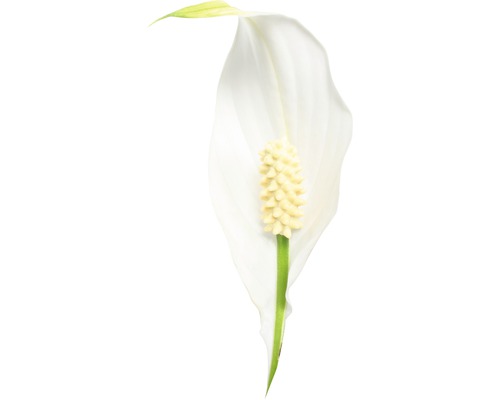 Floare Spathiphyllum