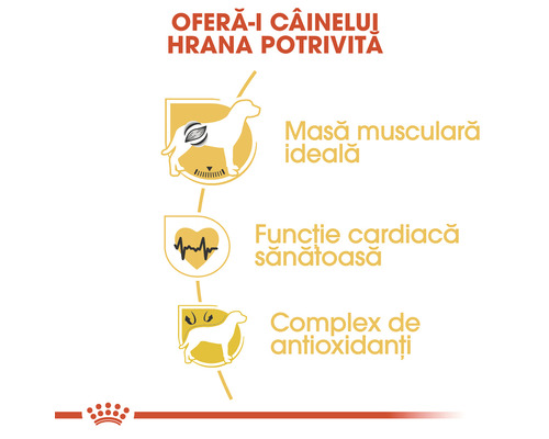 Beneficiile hranei pentru câini pentru masă musculară, funcție cardiacă și complex antioxidant