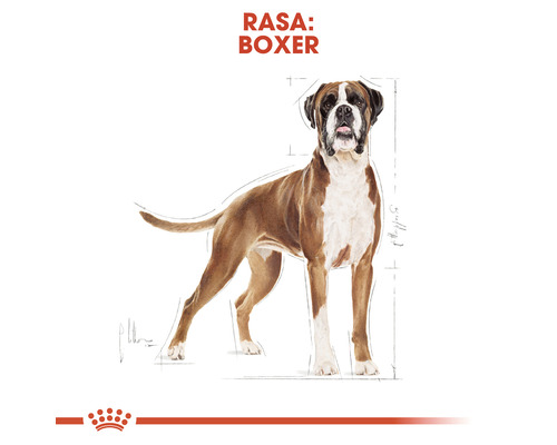 Ilustrație a unui boxer