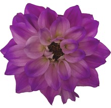 Floare de dalie mov