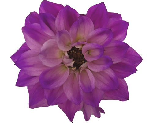 Floare de dalie mov