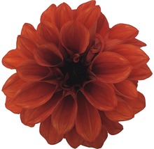 Prim-plan cu o dalie