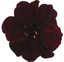 Prim-plan cu o singură floare de dalie închisă la culoare