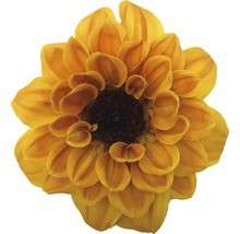 Floare de dalie galbenă