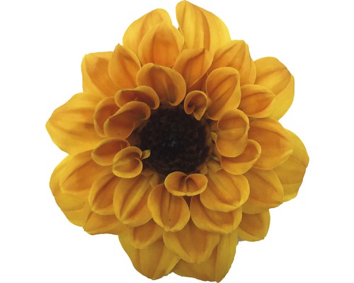 Floare de dalie galbenă