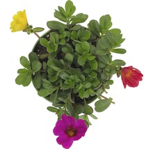 Portulacă în ghiveci cu frunze verzi și flori colorate