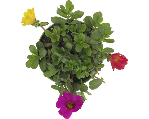 Portulacă în ghiveci cu frunze verzi și flori colorate