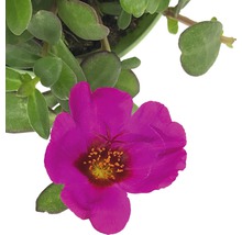 Plantă de portulac cu floare roz și frunze verzi