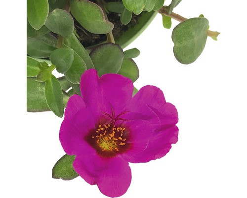 Plantă de portulac cu floare roz și frunze verzi