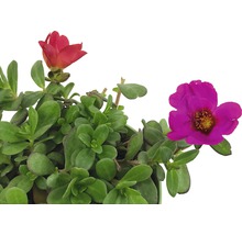 Plantă de portulacă cu frunze verzi și flori
