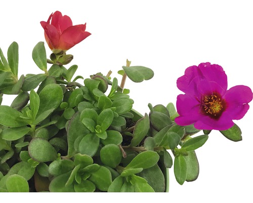 Plantă de portulacă cu frunze verzi și flori