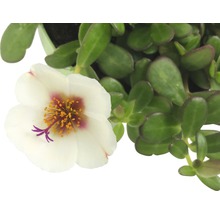 Portulaca cu floare albă și frunze verzi