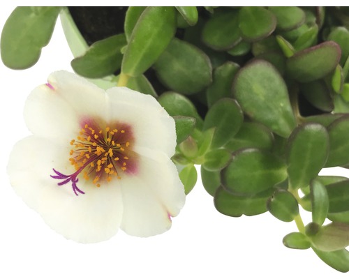Portulaca cu floare albă și frunze verzi